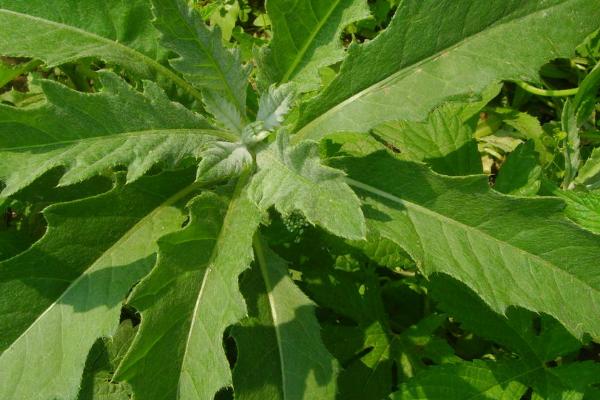 哪些草本植物比较常见，水稻、白菜、芍药等品种均比较常见