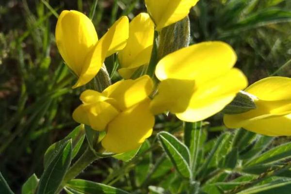 野决明的简介，属于豆科、野决明属草本植物