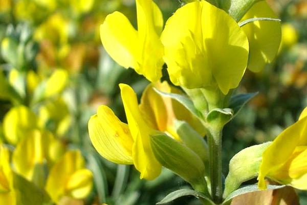 野决明的简介，属于豆科、野决明属草本植物