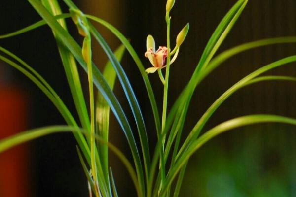 兰草是不是保护植物，不属于保护植物、常野生于路边