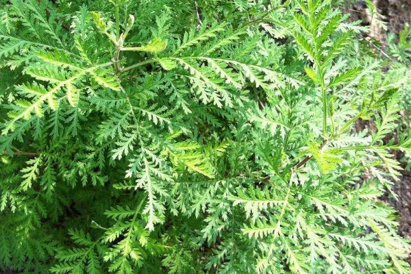 关于松蒿的介绍，属于玄参科、松蒿属草本植物