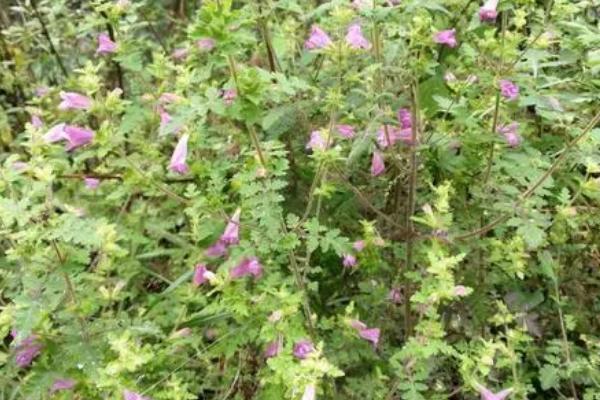 关于松蒿的介绍，属于玄参科、松蒿属草本植物