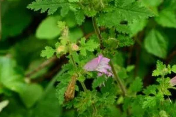 关于松蒿的介绍，属于玄参科、松蒿属草本植物