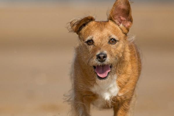 狗和犬有什么区别，二者没有区别只是偏向性不同