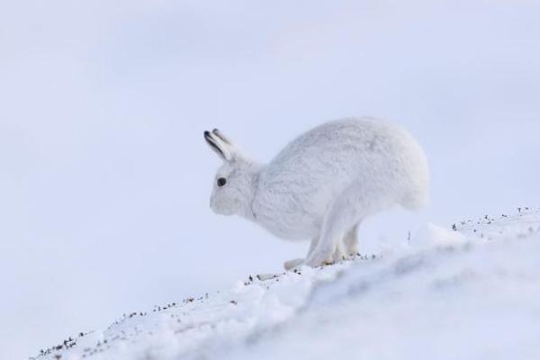 什么是雪兔，是一种野兔、也叫白兔或变色兔