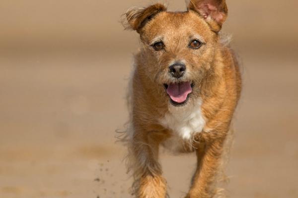 狗有哪些品种，可分为超小型犬、小型犬、中型犬、大型犬、超大型犬这五种