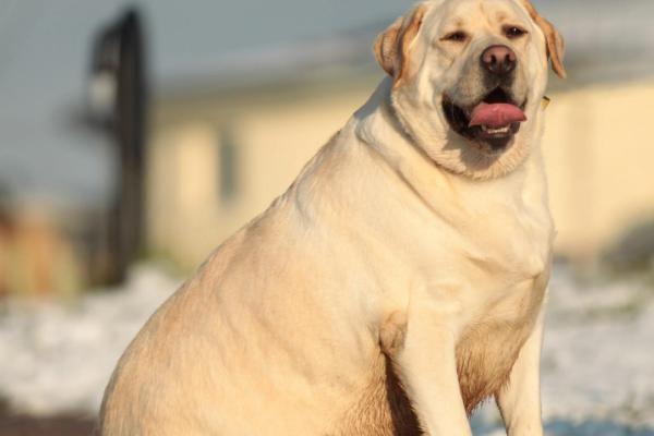 狗有哪些品种，可分为超小型犬、小型犬、中型犬、大型犬、超大型犬这五种