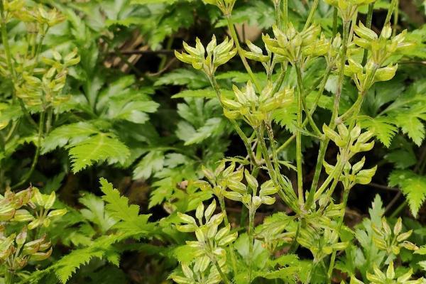 黄连的简介，属于毛茛科、黄连属植物