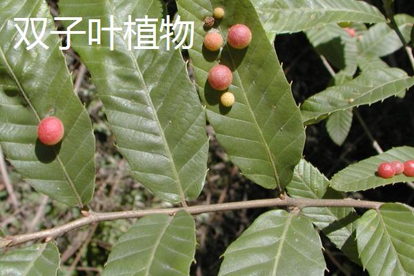 什么是单子叶植物，胚具有1枚子叶