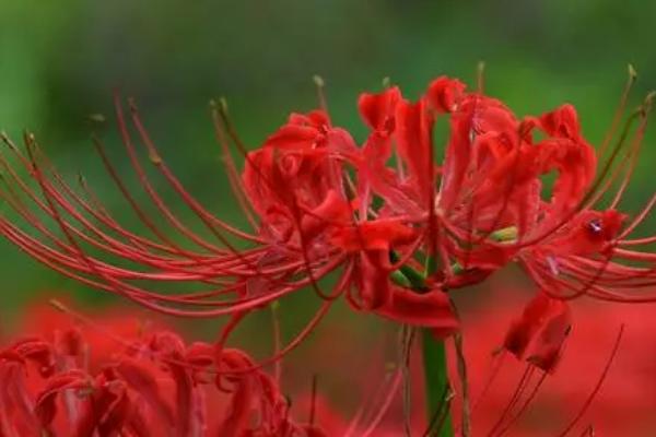 彼岸花相关介绍，属于石蒜科、石蒜属植物