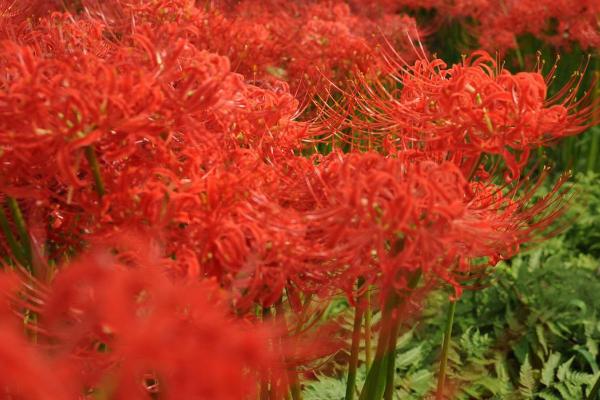 彼岸花相关介绍，属于石蒜科、石蒜属植物