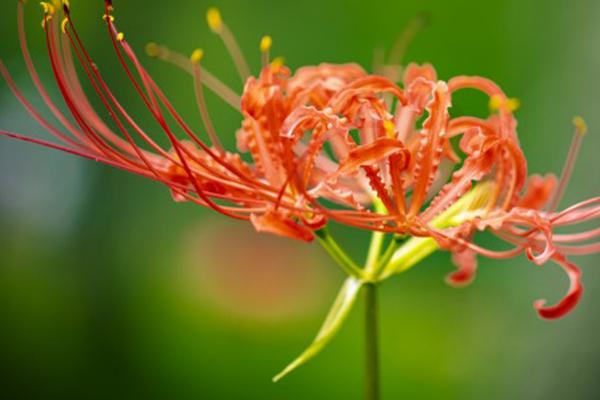 彼岸花相关介绍，属于石蒜科、石蒜属植物