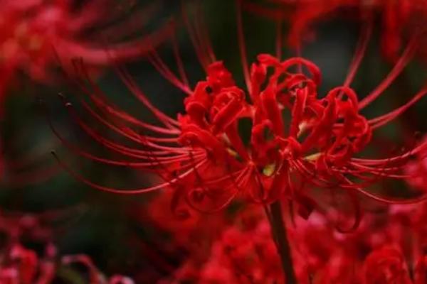 彼岸花相关介绍，属于石蒜科、石蒜属植物