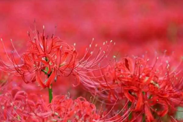 彼岸花相关介绍，属于石蒜科、石蒜属植物