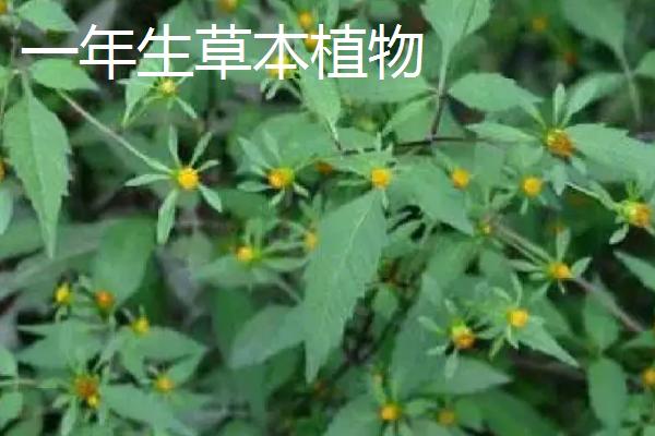 草本植物的简介，是指木质部不发达、支持力弱的植物