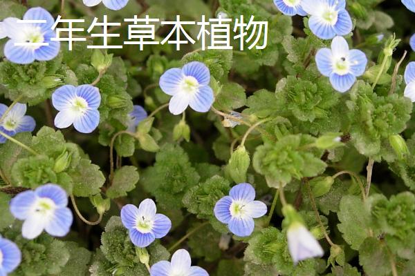 草本植物的简介，是指木质部不发达、支持力弱的植物