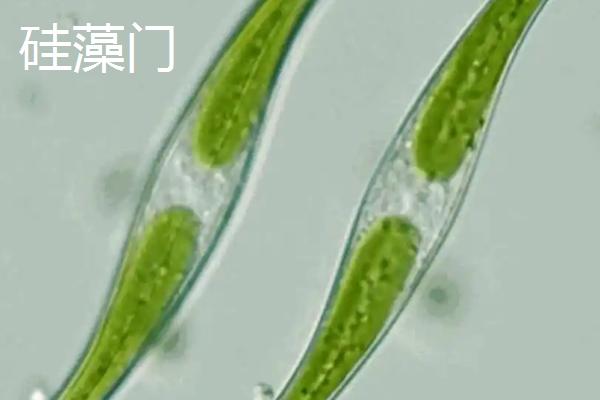 藻类植物的相关介绍，属于原始、古老的低等生物