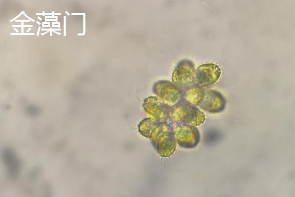 藻类植物的相关介绍，属于原始、古老的低等生物