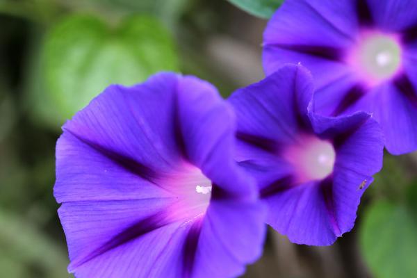 牵牛花的简介，属于旋花科、牵牛属草本植物