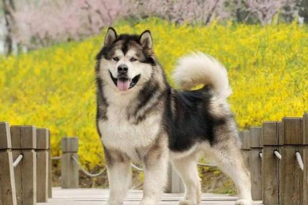 阿拉斯加犬的性格以及如何饲养，性情活泼、喜欢运动、忠诚度高