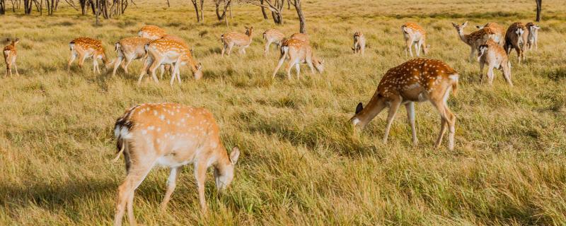 梅花鹿和麋鹿的区别，科属、形态、分布和生活习性均不同