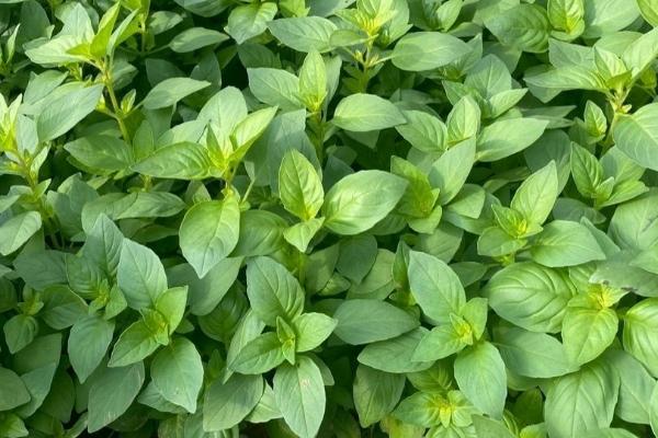 荆芥简介，是多年生草本植物