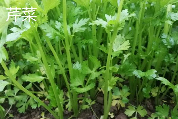 芹菜和香菜的区别，生物分类、形态和气味均不同