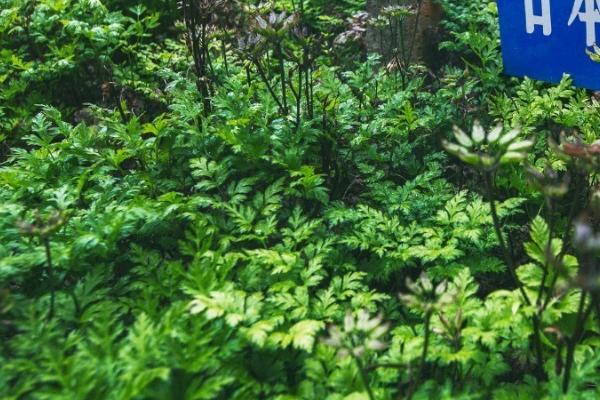 黄连的种植技术，繁殖，穴播、条播均可