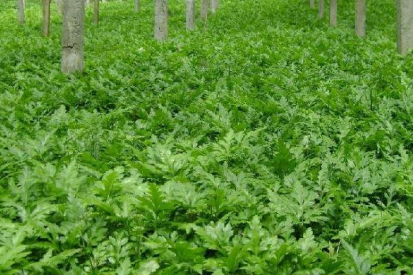 黄连的种植技术，繁殖，穴播、条播均可