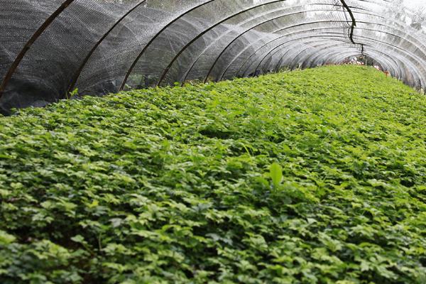 黄连的种植技术，繁殖，穴播、条播均可