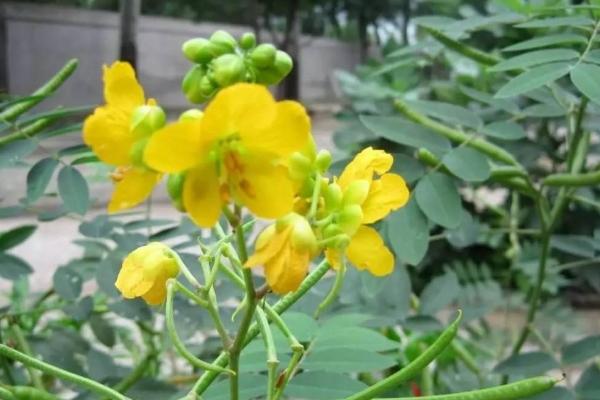 草决明简介，是一年生亚灌木状草本植物