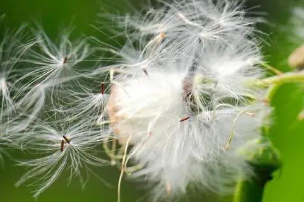 什么植物是靠风的力量传播种子，有蒲公英、柳树、芦苇、杨树等