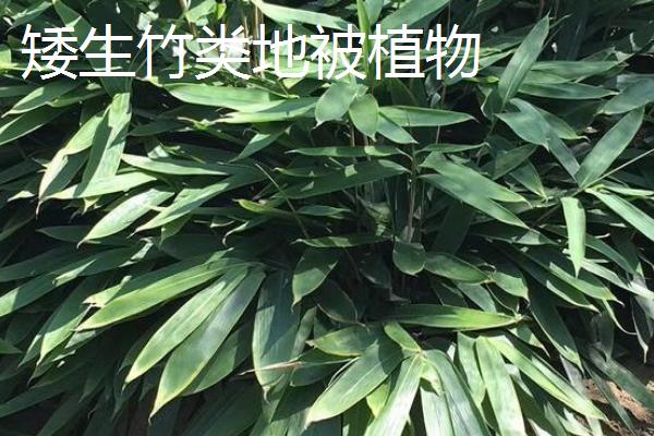 什么是地被植物，泛指株丛密集、低矮、具有防止水土流失等功能的植物