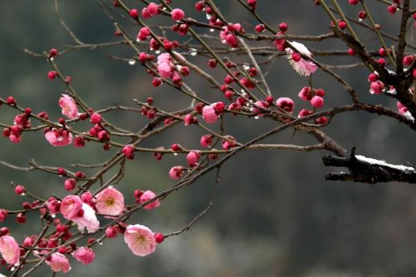 岁寒三友是哪些植物，是指松、竹、梅