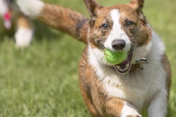 中型犬的定义，是指成年后的体重、身高达到一定程度的狗