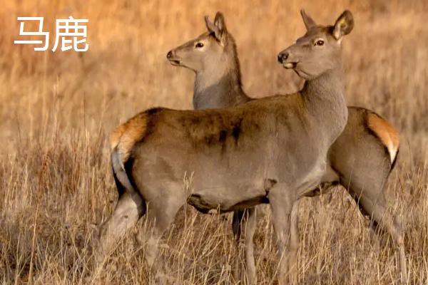 梅花鹿与马鹿有什么区别，梅花鹿是中小型品种、马鹿是大型品种