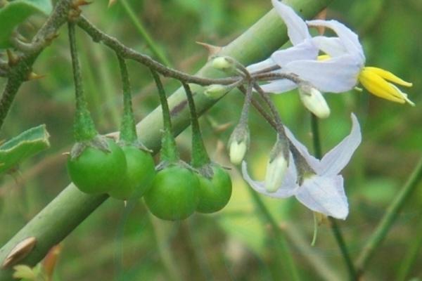 什么是海南茄，属于茄科、茄属常绿灌木