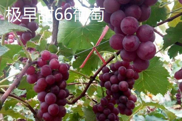 无核白葡萄相关介绍，特点为高产、无核、肉脆、味甜