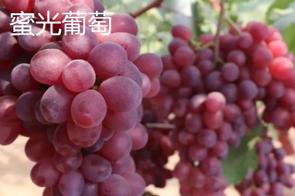 无核白葡萄相关介绍，特点为高产、无核、肉脆、味甜