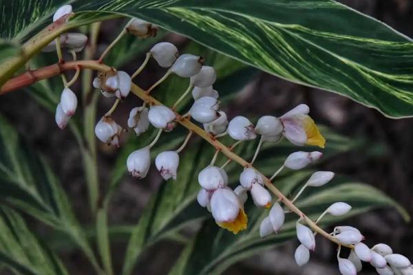 花叶艳山姜的简介，也叫花叶良姜、具有较高的观赏价值