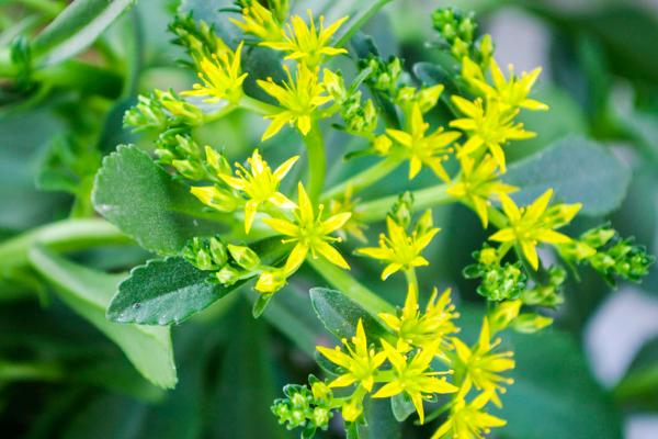 什么是土三七，属于菊科、菊三七属草本植物