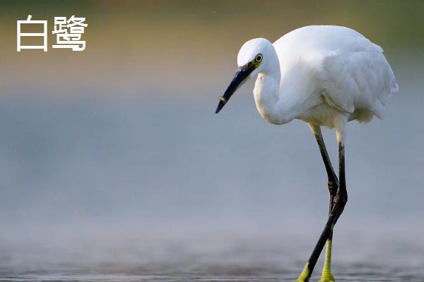 白鹤和白鹭有什么区别，白鹤属于鹤科、白鹭属于鹭科