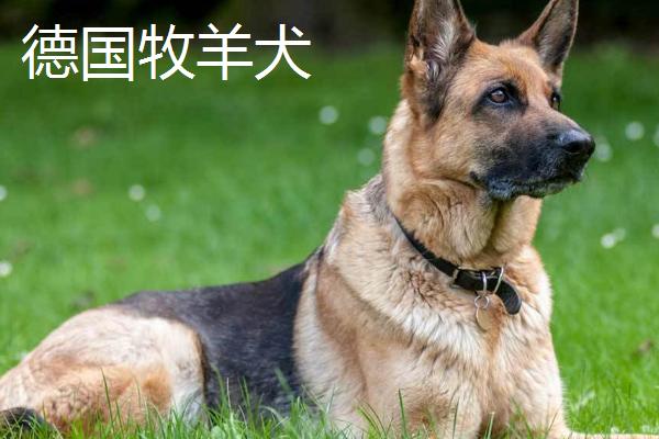 世界上最贵的10种狗，包括藏獒、爱斯基摩犬、法老王猎犬、德国牧羊犬等品种