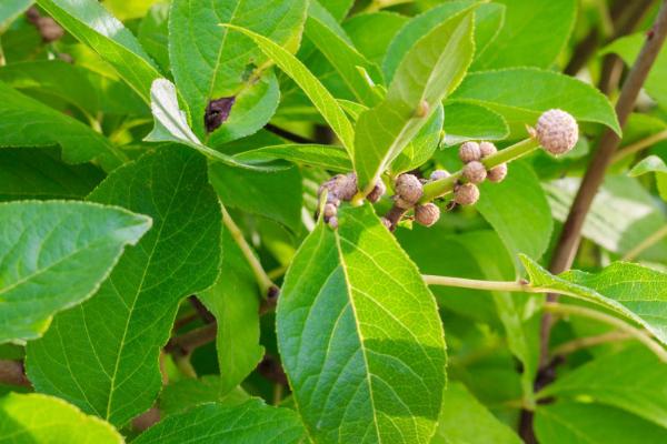 什么是木本植物，是指根茎因增粗生长形成大量木质部的植物