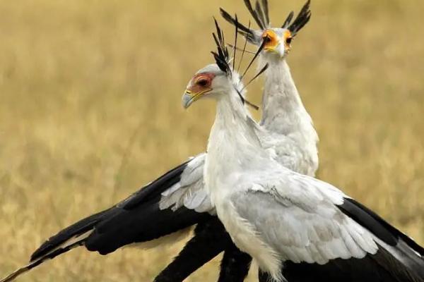 什么是蛇鹫，也叫秘书鸟、属于大型陆栖猛禽