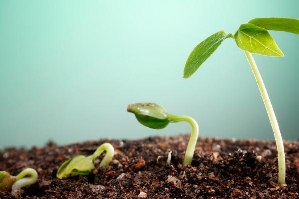 种子植物的定义，具有维管组织、可产生能够繁殖的种子