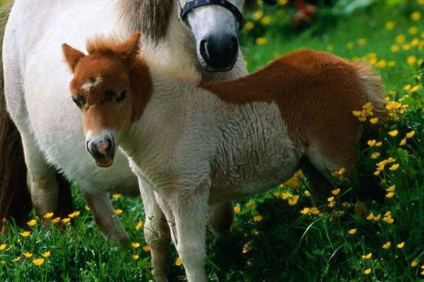 动物的简介，泛指可以自由运动、摄食有机物的异养生物