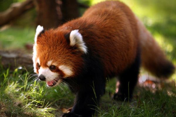 动物的简介，泛指可以自由运动、摄食有机物的异养生物