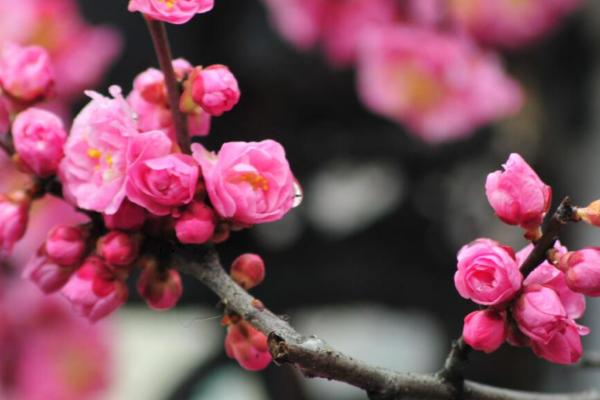 遥知不是雪、为有暗香来是描写哪种植物，诗中描写的是梅花