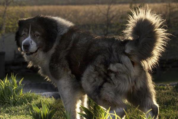 哪十种猛犬在我国禁养，土佐犬、藏獒、杜高犬、比特犬等品种在我国禁养